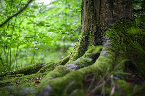 Can you clear land on sloped or uneven terrain?