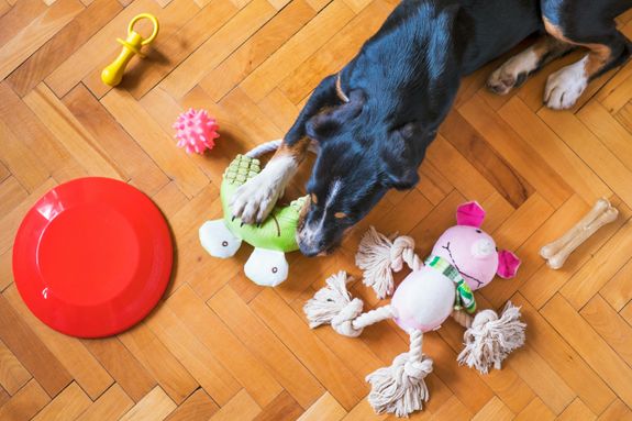 A Dog Lying on the Floor