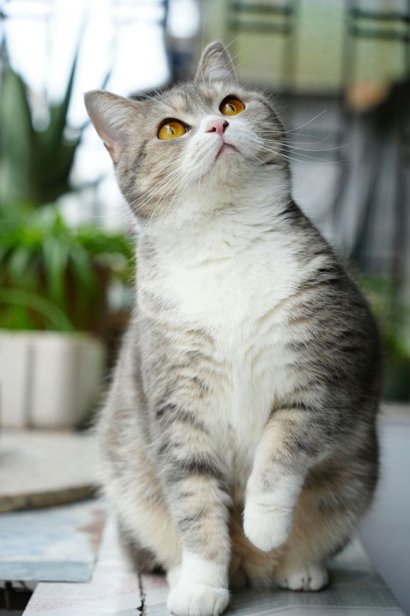 Personalized Attention for Every Pup