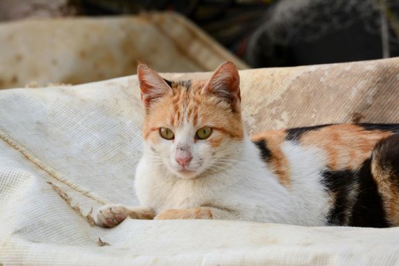 Calico cat lounging peacefully on a rustic sofa in Batroun, Lebanon.
