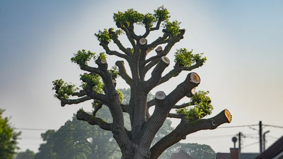 Pruning & Maintenance  