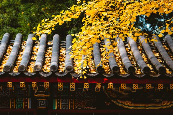 Yellow ginkgo leaves drape over traditional Asian roof tiles, capturing the essence of fall.