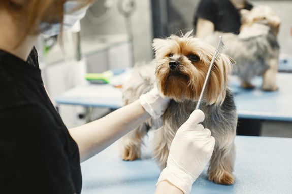 A Person Combing a Dog 