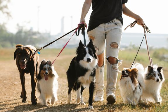 Crop anonymous female owner strolling with group of dogs of different breeds on leashes on rural road in sunny countryside