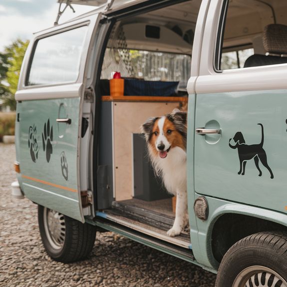 Pet Taxi