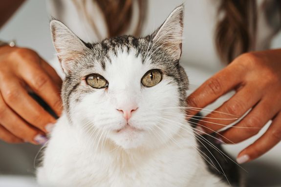 A beautiful cat being gently petted indoors, showcasing love and companionship.