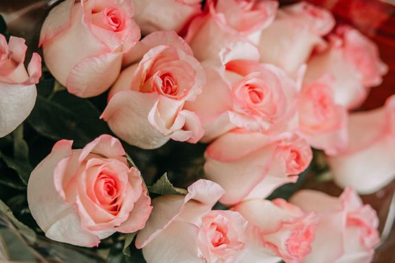 Pink Roses in Close Up Photography