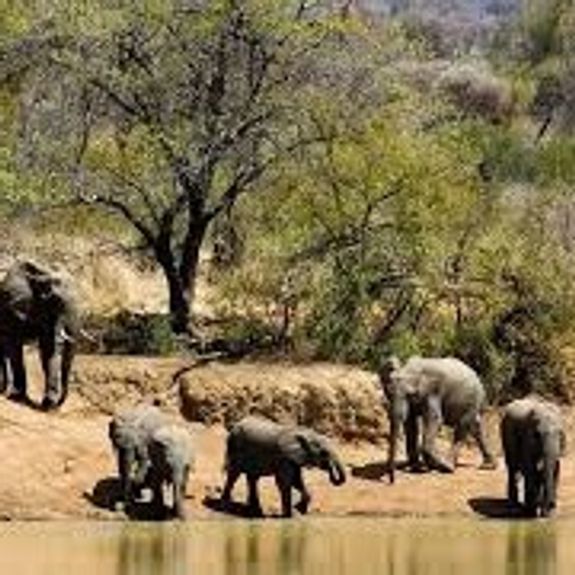 Safari Moments