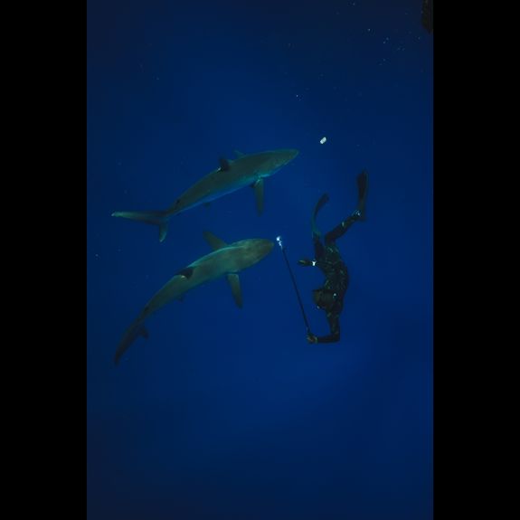 Do I need to have previous snorkeling experience to join?