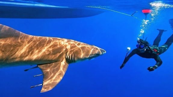 Swim with the Ocean's Apex Predators in Jupiter.