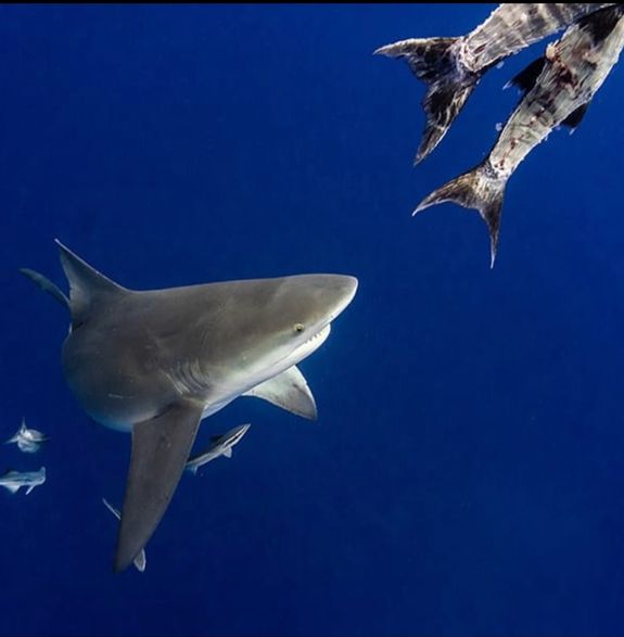Experience the Thrill of Shark Diving in Jupiter, South Florida