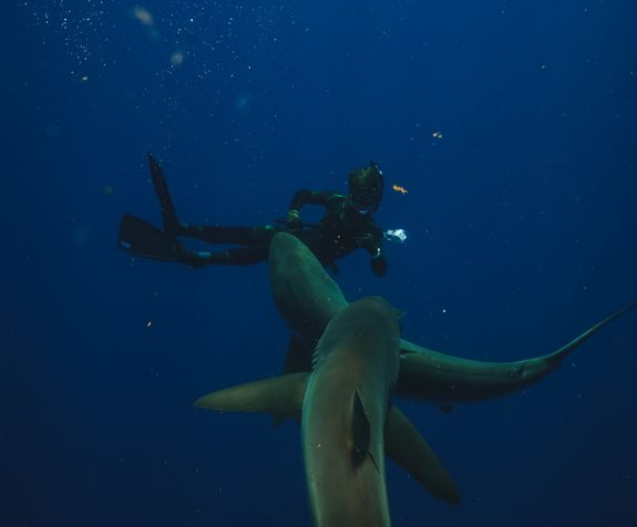 Dive Into an Unforgettable Experience with Sharks