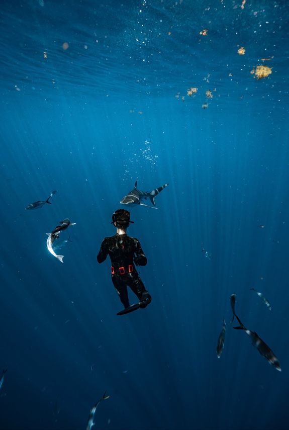 Trusted Shark Diving Experts