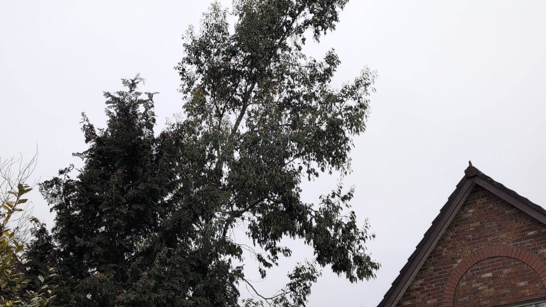 Tree Work