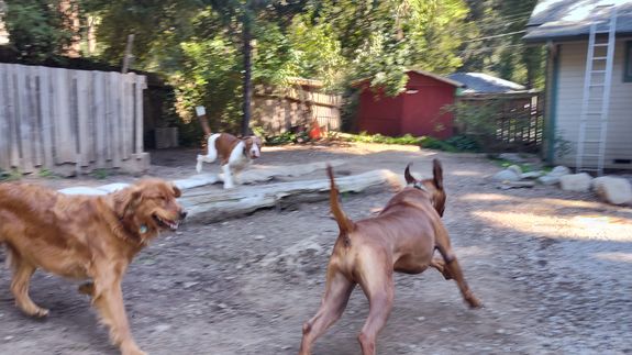 Trustworthy Pet Care, Right at Home in Brookdale.