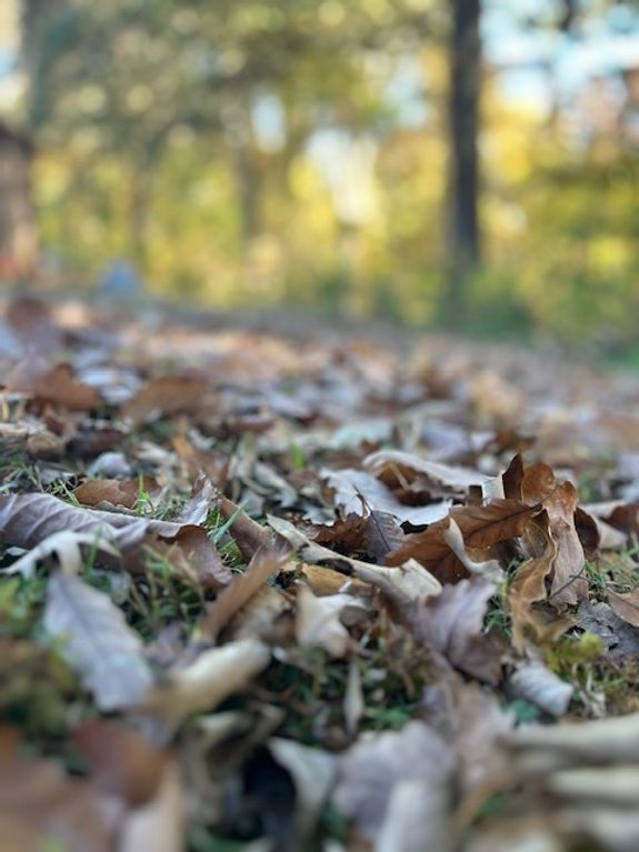 Leaf Removal