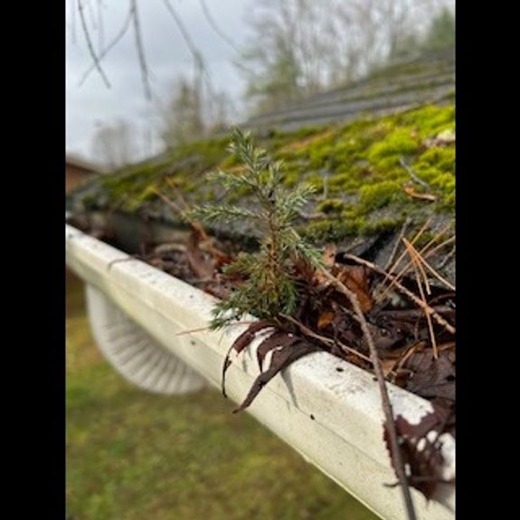 Gutter Cleaning