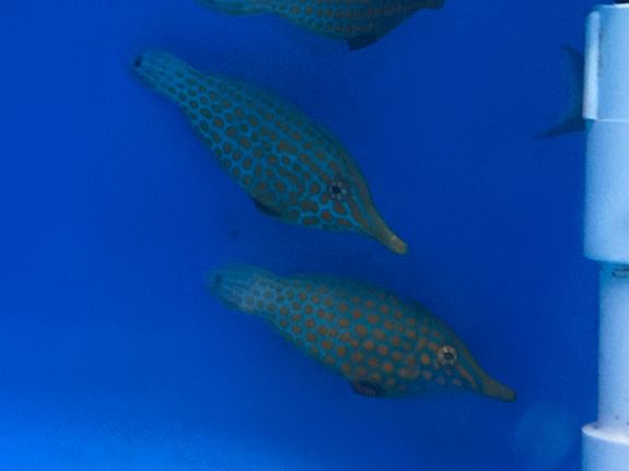 Fish Sourcing