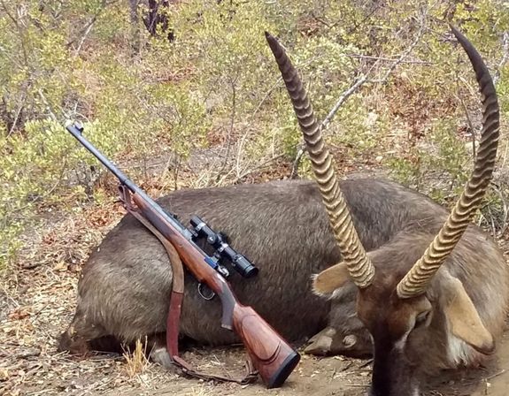 Oplev dit livs jagteventyr, med erfarne proff, jaegere, skinnere, trackere, og konservatorer.