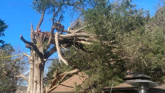 Transform Your Trees With Tiny's Expertise in Athens, AL