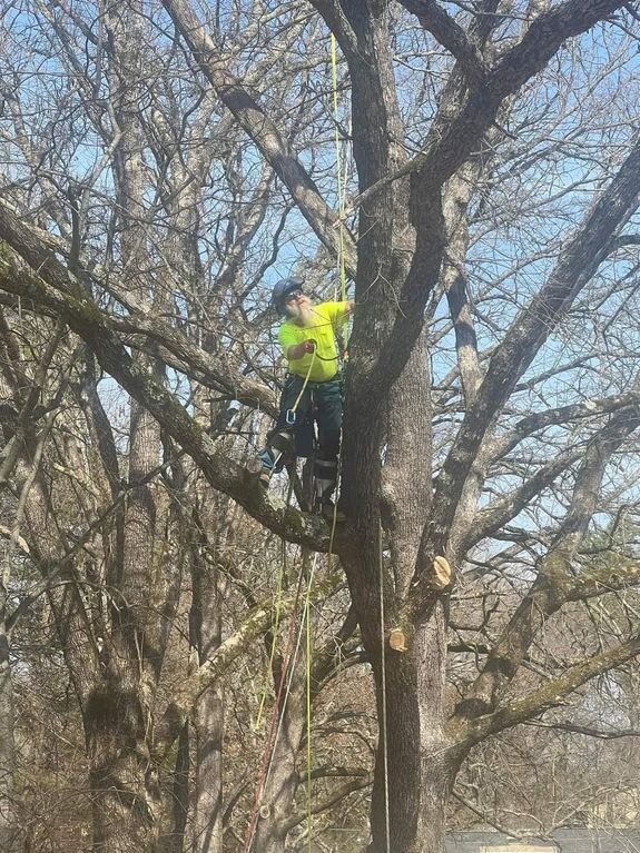 Tree Trimming