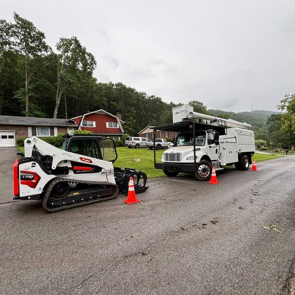 Is tree removal safe for my other plants and structures?