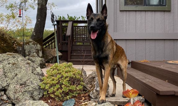 Discover the Zepedadogz Difference