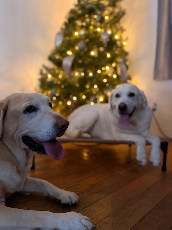 Personalized Dog Boarding