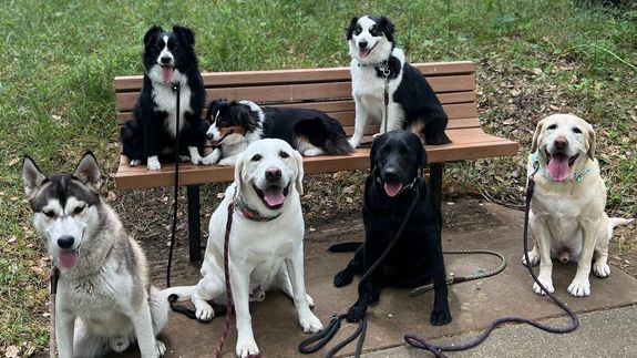 Your pup deserves more than just a visit, they deserve Zepedadogz.