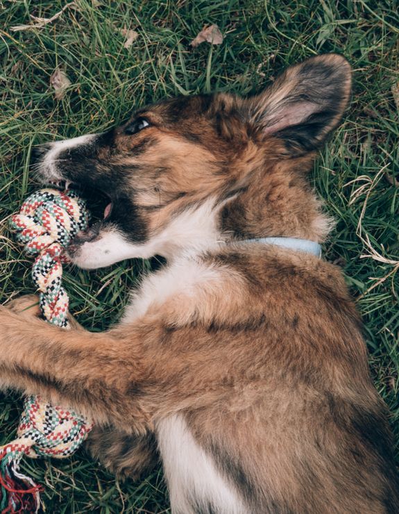 Recurring Cleanup Services