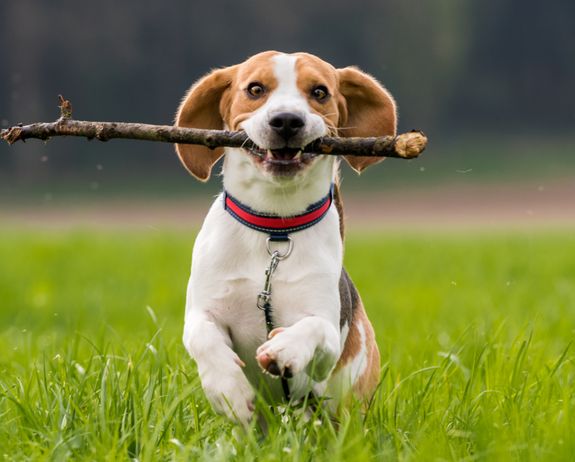 Dog Poop Cleanup Services