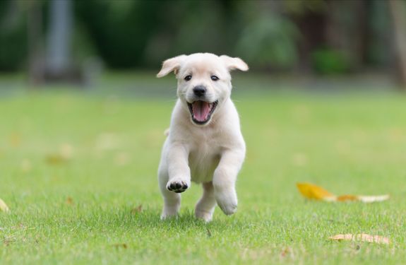 Dedicated to Pet Owners