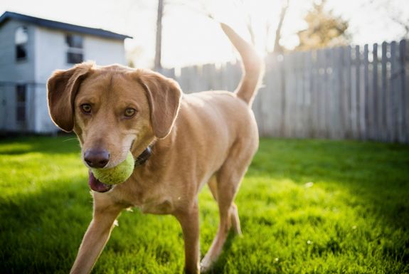 Local Expertise and Reliability