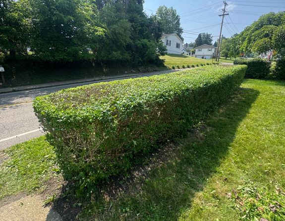 Tree and Shrub Trimming