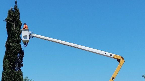 Masterfully shaped trees to elevate your landscape.