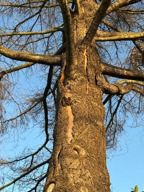 Tree Health Assessments