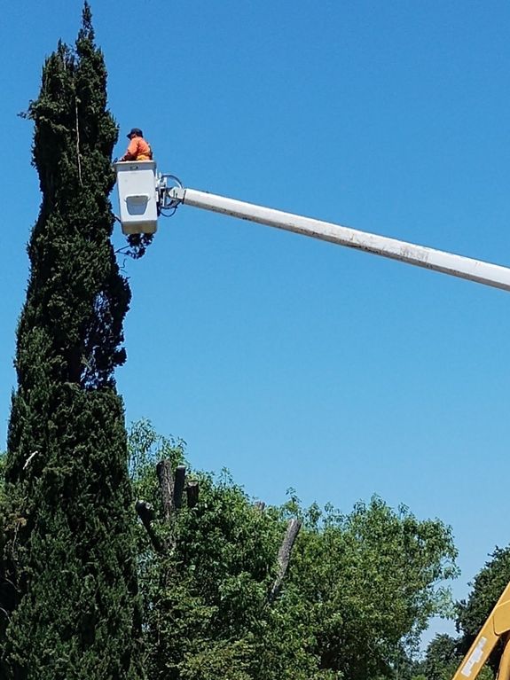 Tree Pruning