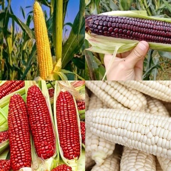 Corn Sourcing