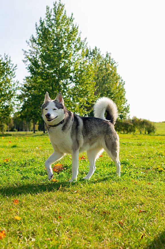 Pet Waste Removal Made Easy in Greenville, NC