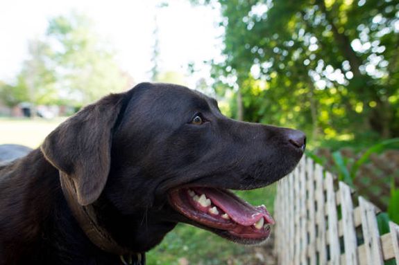 Trusted Local Service