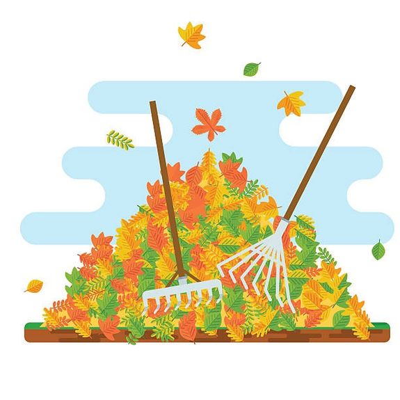 Leaf Removal