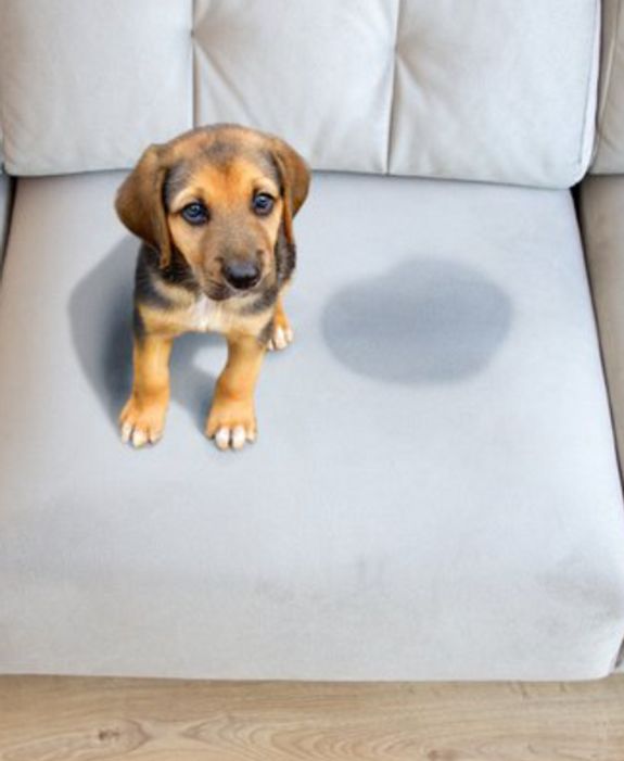 Pet Stain Care