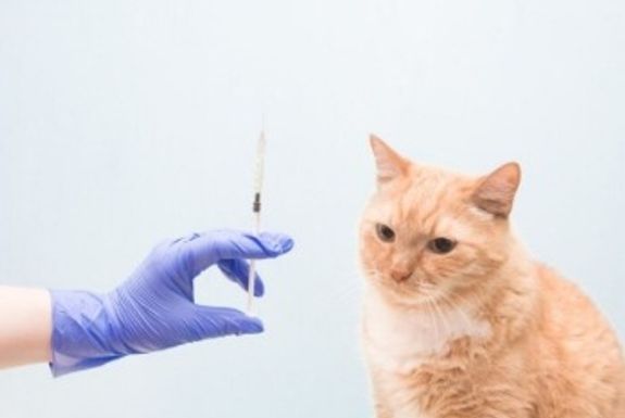 Vaccinations