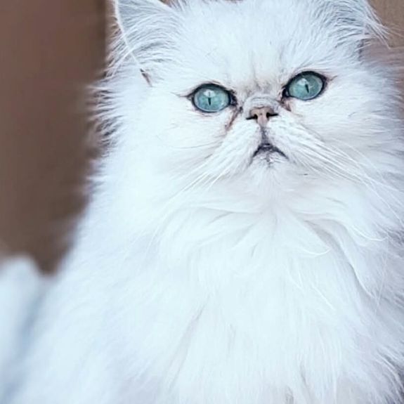 A tabby cat being gently petted indoors, capturing a cozy moment in San José, Costa Rica.