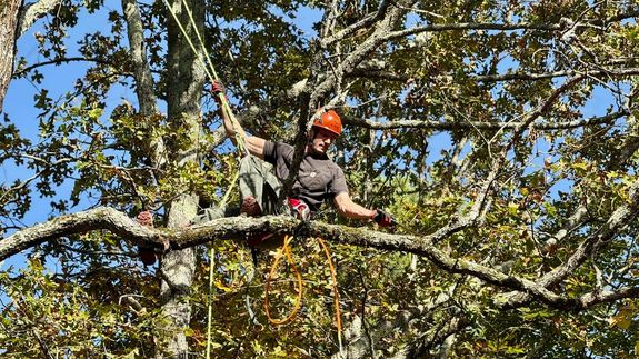 Expert Tree Removal and Care in Chattanooga, TN