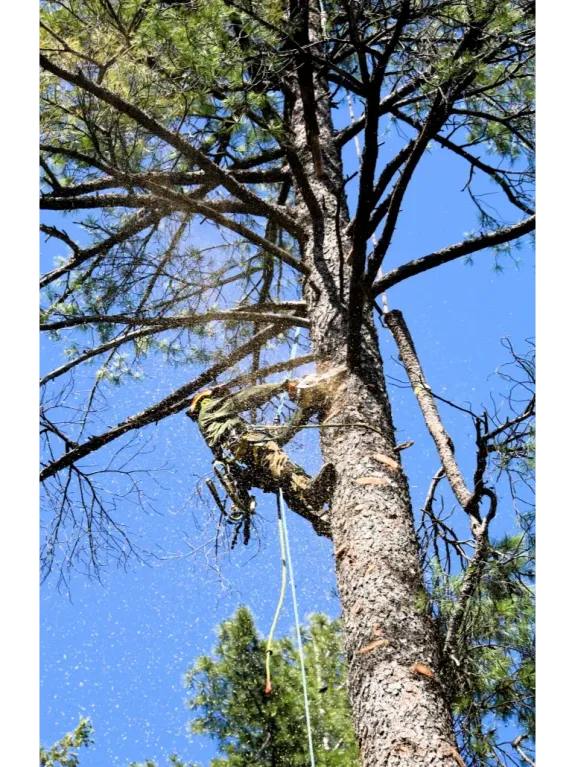 Tree Trimming and Pruning