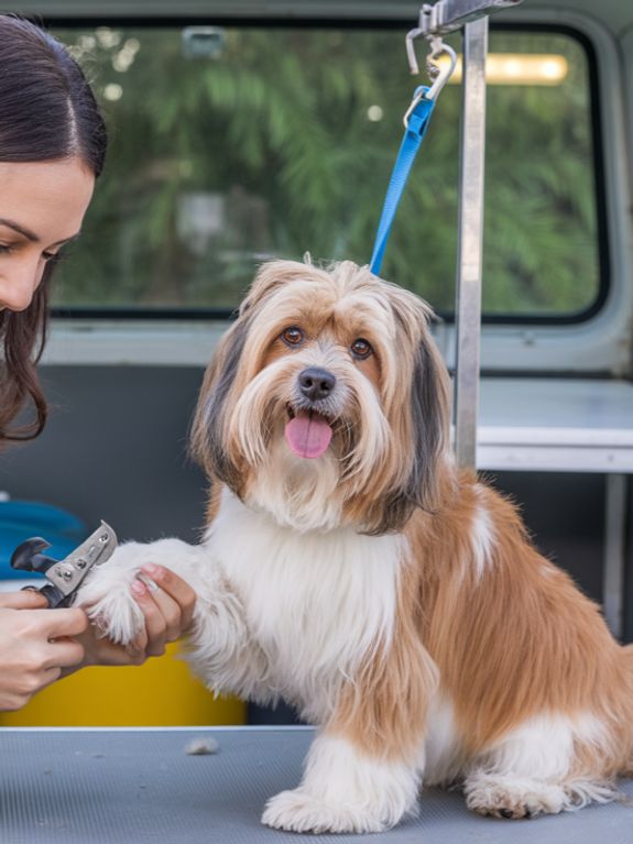 Nail Trim & Paw Care