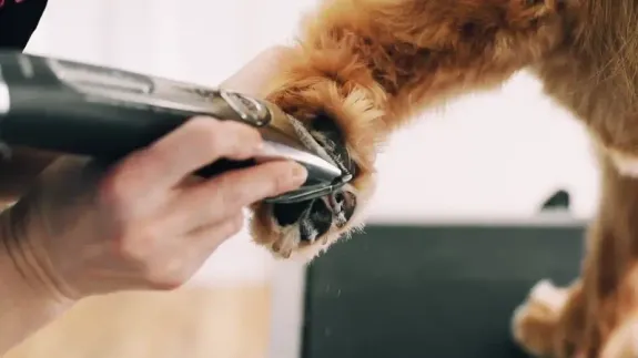 Pamper Your Pet with Our Add-On Treats
