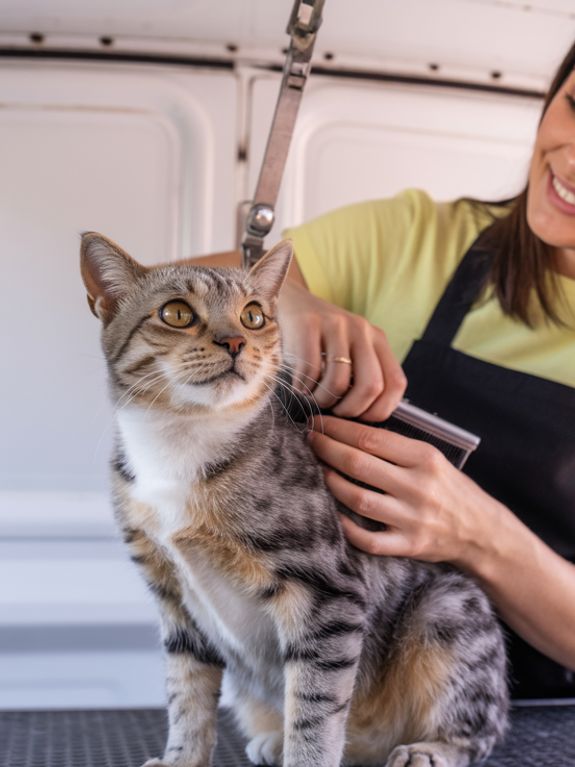 De-Shedding Treatment