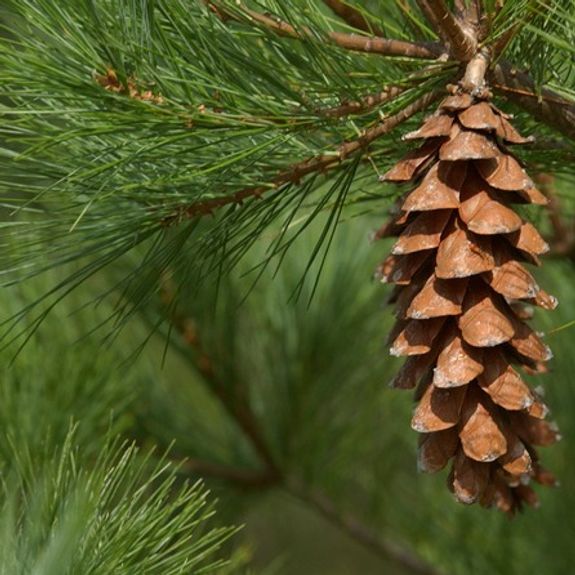 Pratiques d'approvisionnement durable